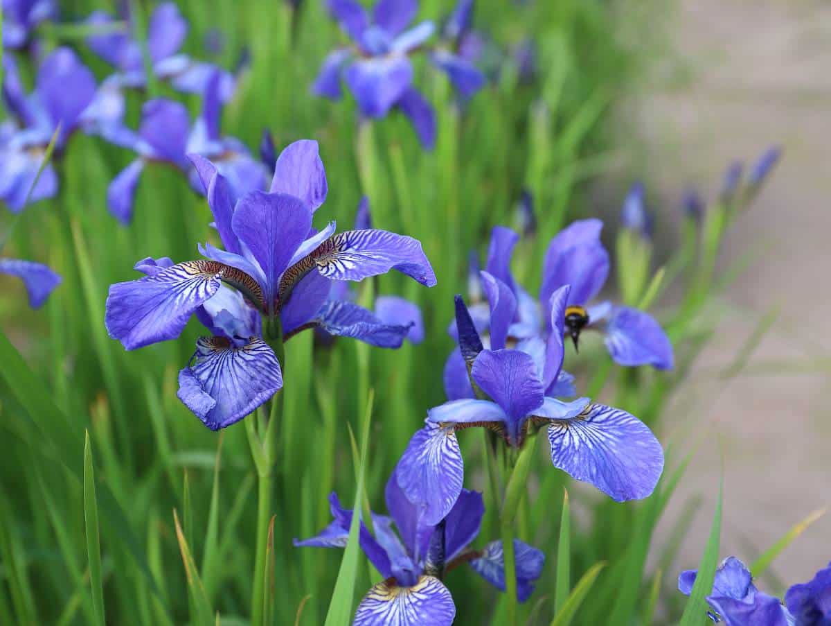 Iris des jardins 'Dame Blanche