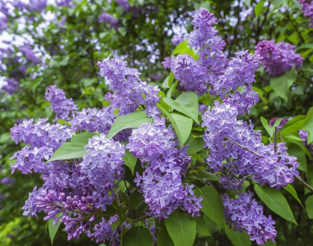 Lilas arbuste plante