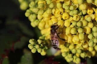 Mahonia abeille