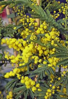 Mimosa en pot