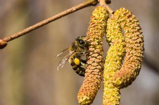 Noisetier abeilles