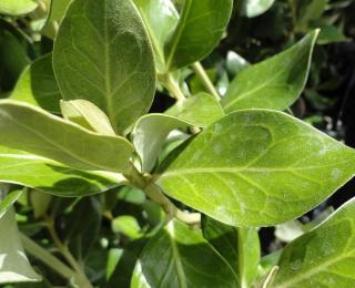 Olearia_traversii feuille