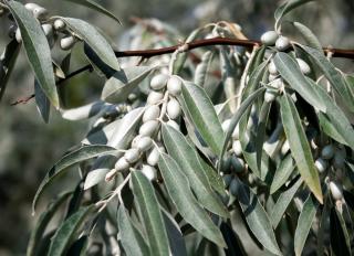 Olivier de boheme - Elaeagnus angustifolia