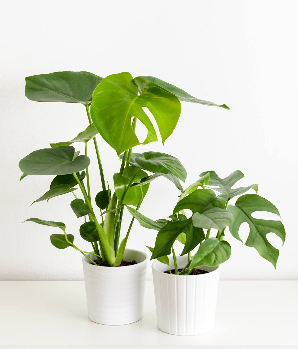 Fausse plante d'intérieur, Botanique, faite à la main, feutre 'Philodendron  Brasil' plante en pot inspirée, plante d'intérieur en tissu, textiles  choisissez la couleur de votre pot -  France