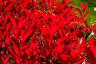 Photinia Red Robin