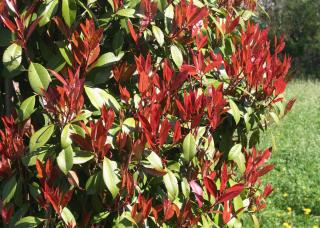 Photinia arbuste