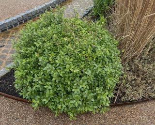 Pittosporum tenuifolium entretien