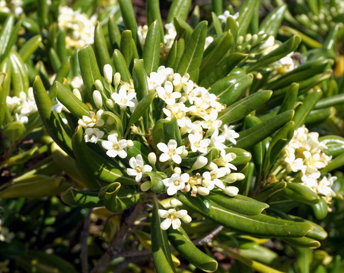 Pittosporum