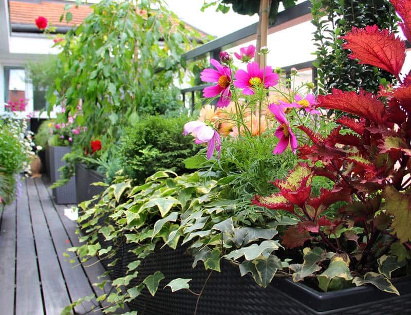 Plantes en pot pour balcon terrasse