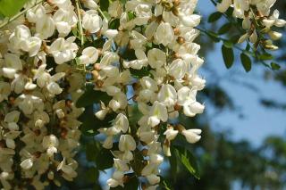 Robinia abeille