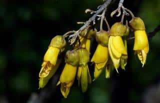 Sophora abeille