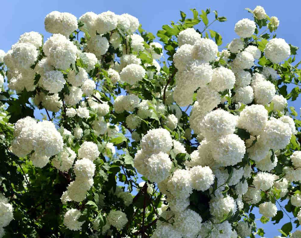 Viorne boule de neige - viburnum opulus