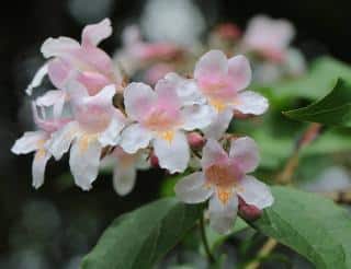 abelia en fleur