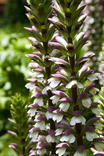 acanthus mollis