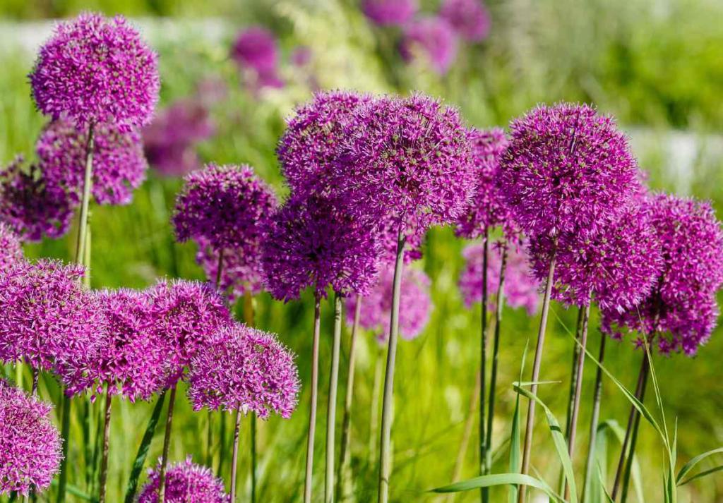 allium