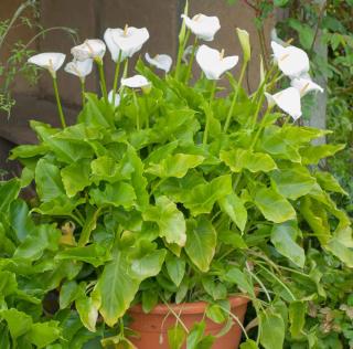 arum en pot - calla en pot entretien hiver