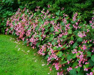 begonia grandis - vivace