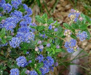 ceanothe en pot - ceanothus