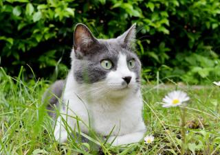 Chat dans le jardin