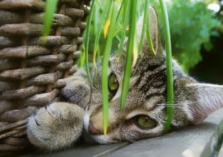 Chat joue avec une plante toxique