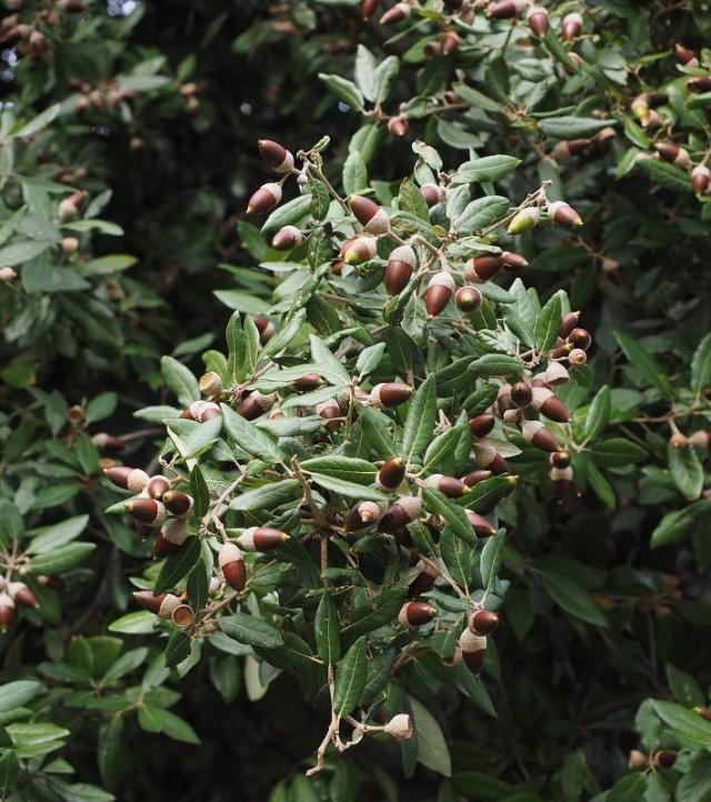 ch-ne-vert-plantation-taille-et-entretien
