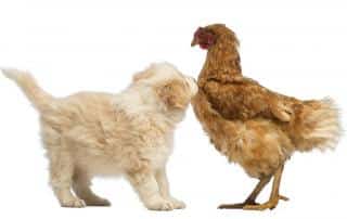 chien poule