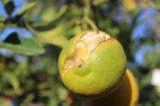 citronnier en pot malade