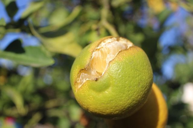 Les feuilles de mon citronnier jaunissent : que faire ? - Le Parisien