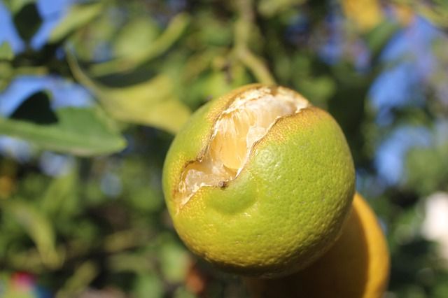 La Pause Jardin - Un citronnier dans son jardin c'est bien, un citronnier  en pleine forme c'est encore mieux 🍋 Votre arbre fruitier a mauvaise mine  ? Ouvrez l'œil et suivez le