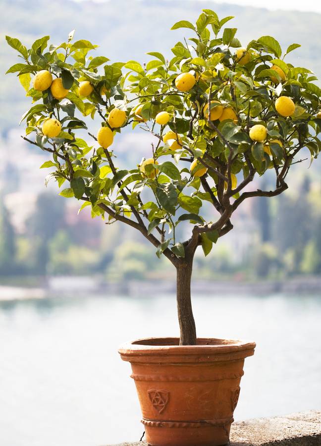 Citronnier En Pot Plantation Arrosage Taille Et Entretien Citronnier En Pot Plantation Arrosage Taille Et Entretien
