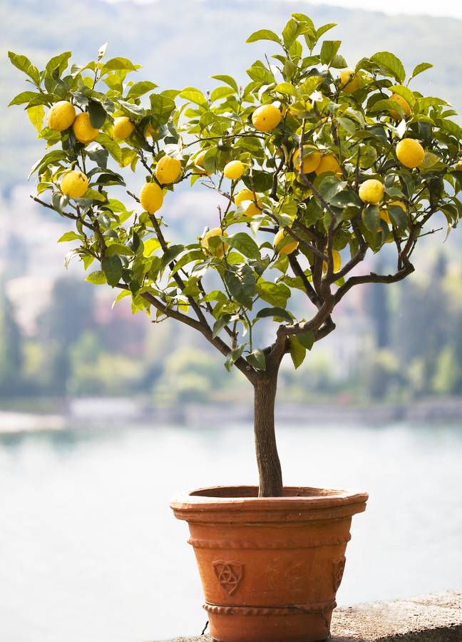 Plantes d'intérieur : nos conseils pour entretenir un citronnier