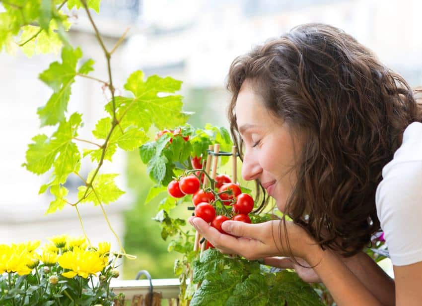 cultiver tomate en pot