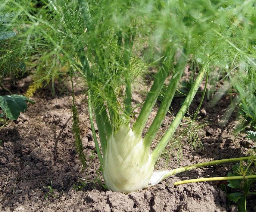 Le fenouil : légume ou graines, quelles sont ses propriétés ?