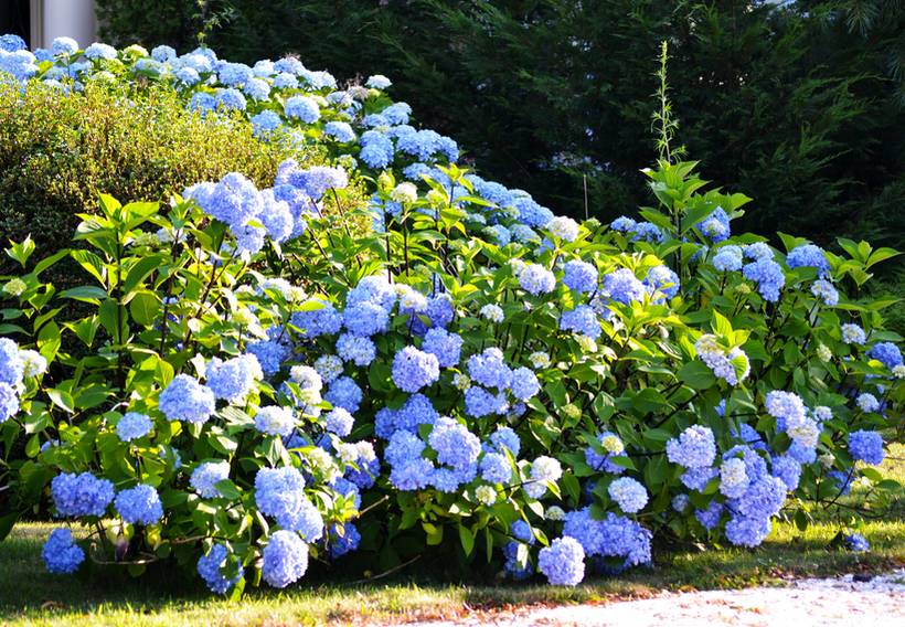 faire un jardin bleu