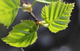 feuille de bouleau