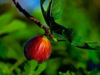 variété figuier a figue rouge