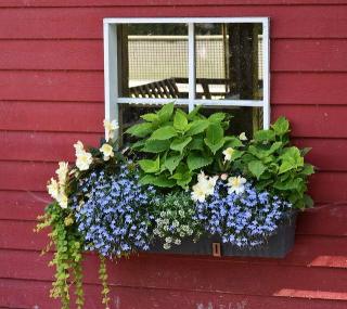 fleurir contour fenetre
