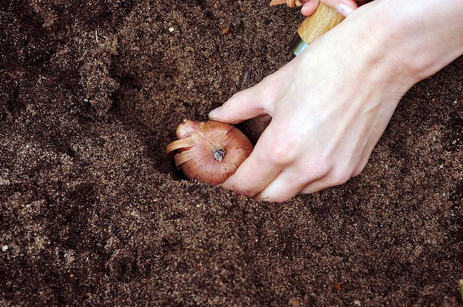 Quand planter les bulbes de glaïeuls & peut-on les laisser en terre ? -  PRÊT A JARDINER