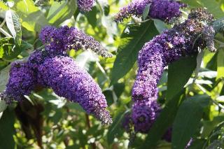 haie variee buddleia