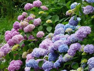 haie variee hortensia