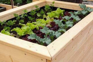 mini potager balcon