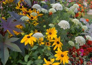 Fleurs pour mixed border