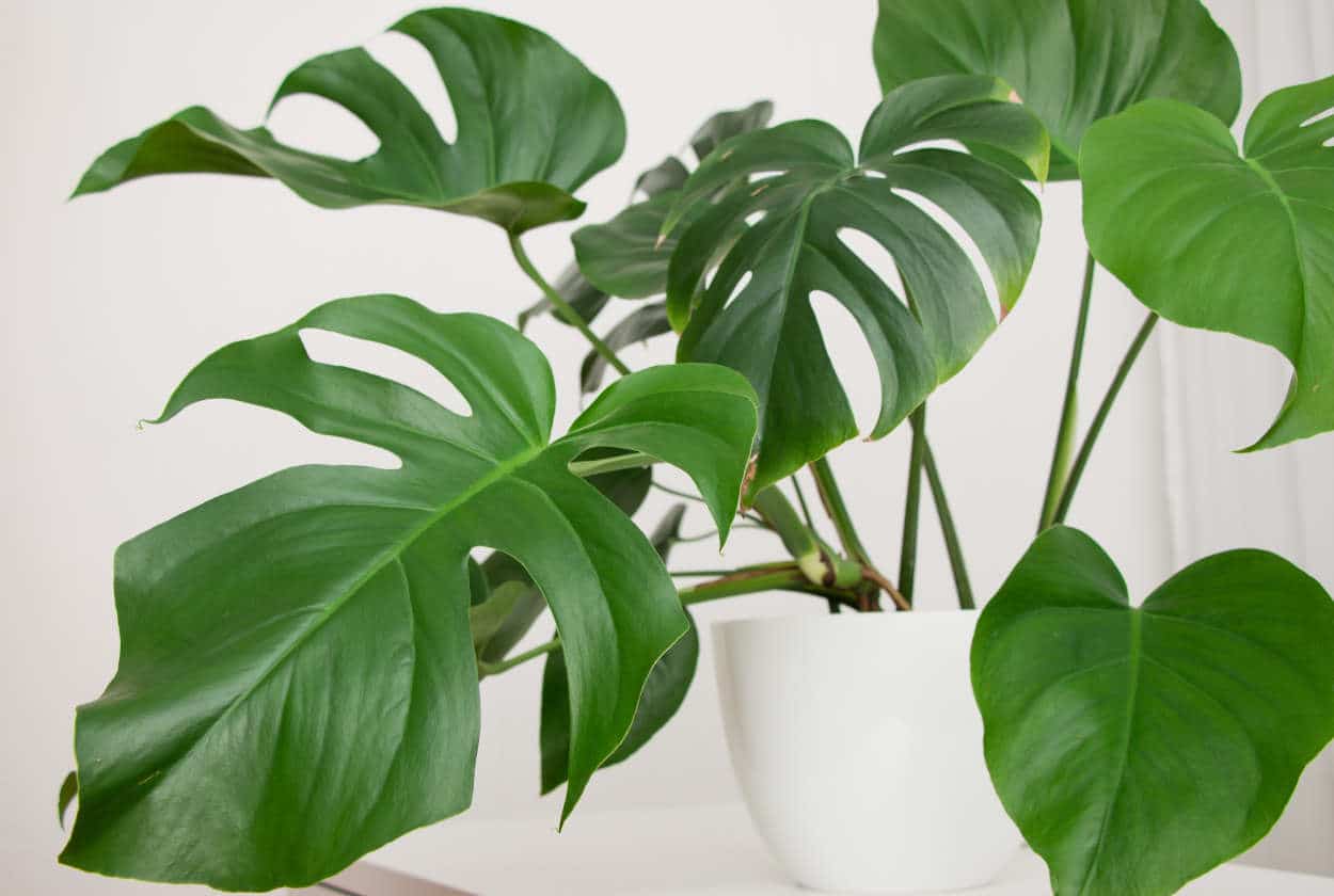 Plantes d'intérieur : comment entretenir son monstera