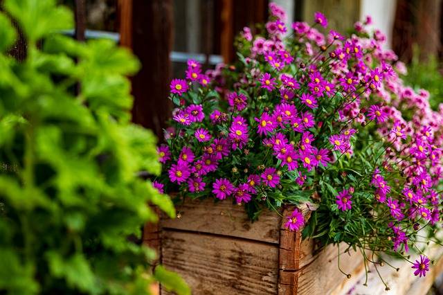 Comment planter sur le bord des fenêtres