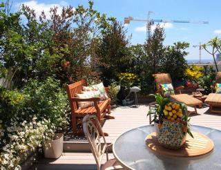 plante haute toit terrasse - brise-vue