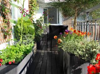 plante pour se cacher balcon