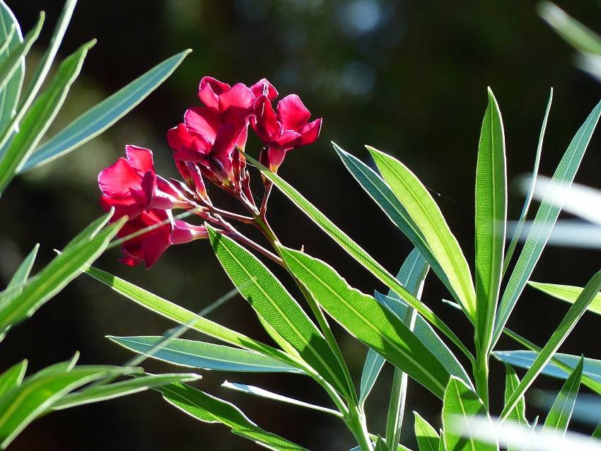 4 plantes toxiques courantes à éviter dans le jardin – Jardiner malin