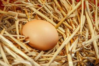 pont chaleur poule oeuf