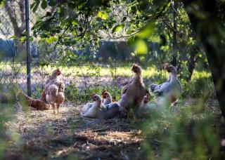 pont chaleur poule oeuf