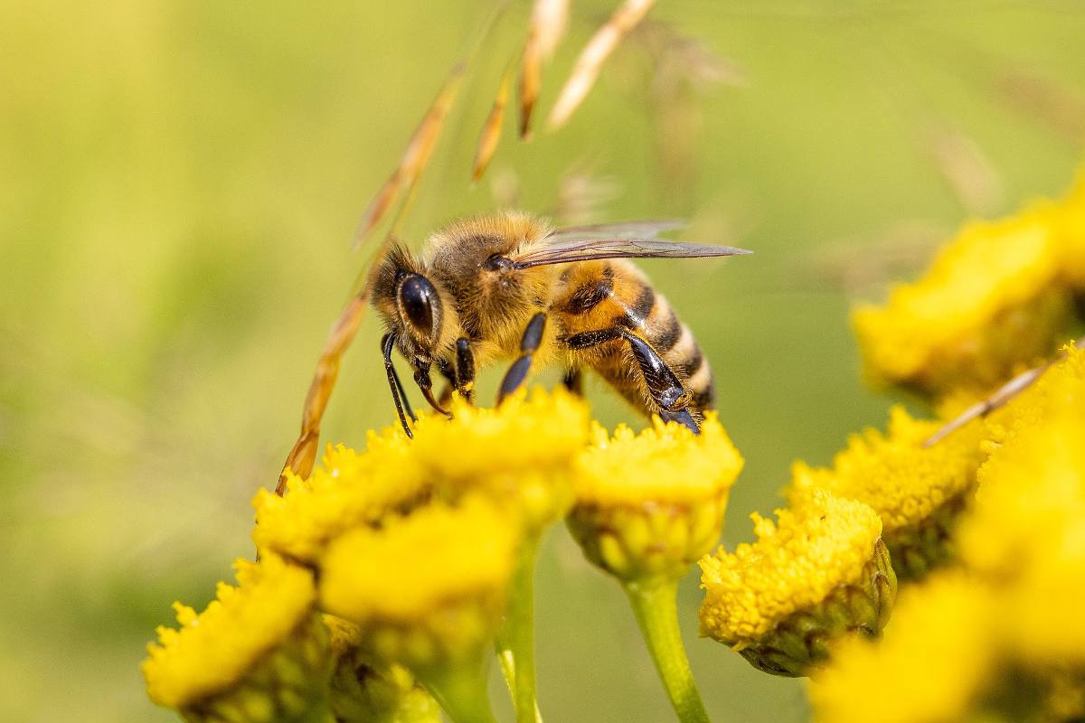 sauver proteger abeilles